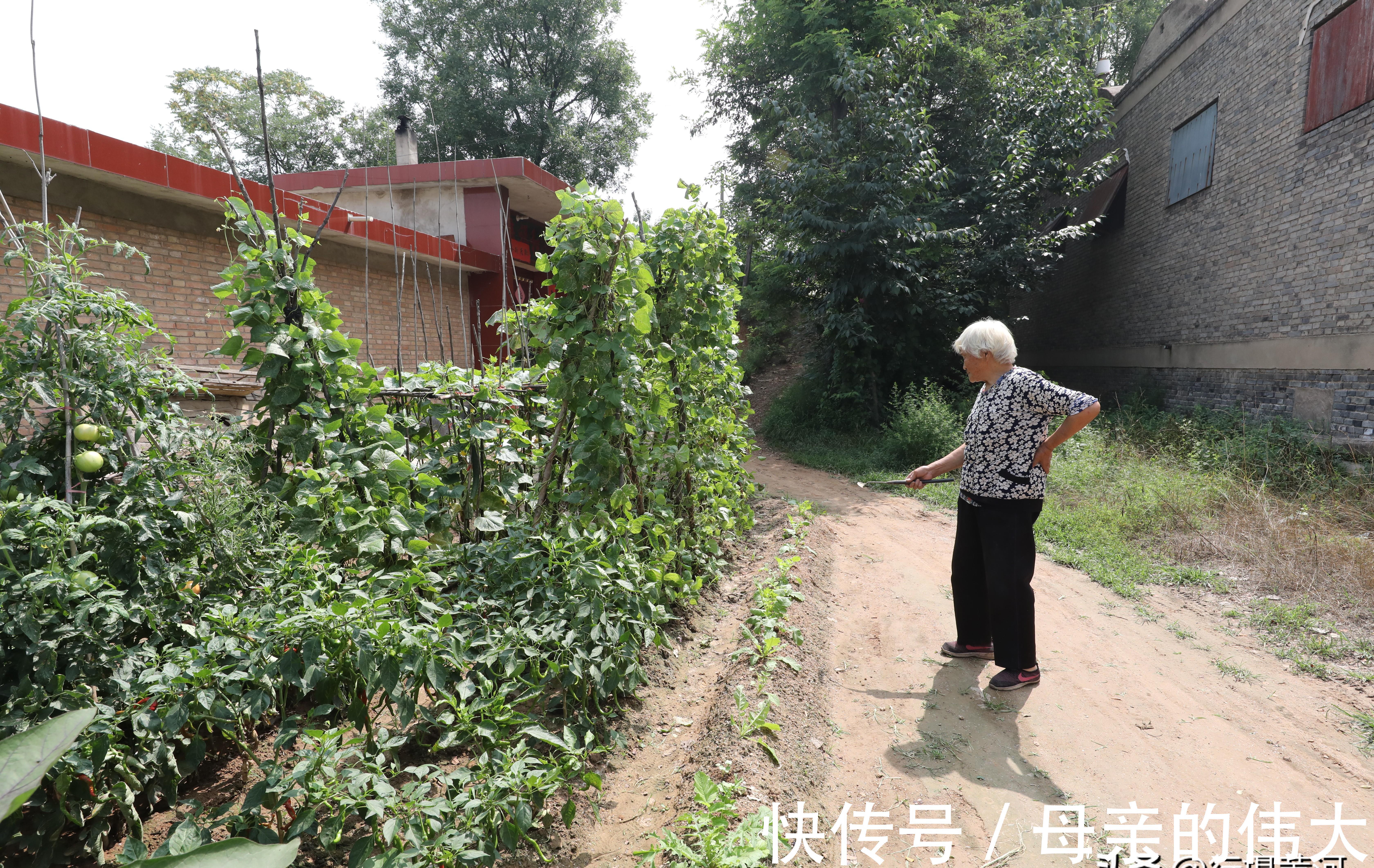 老人家|晋南81岁奶奶家有“稀罕货”，养“警犬”日夜看守，背后有故事