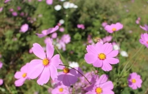 古城下的花海—美如画卷