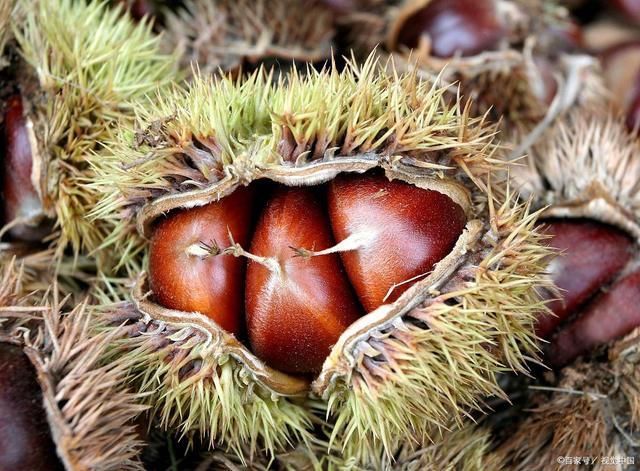 板栗|板栗越大越好吃大错特错,“母板栗”才是又香又甜口感好