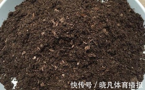 养花|喜欢养花,先戒掉7个坏习惯,不然啥花也养不好,你占了几个?