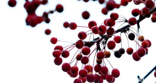 冬日|冬日海棠果!