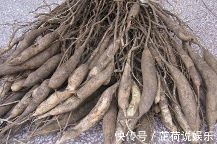 药材|农村野草,生长在水沟边,却没想到是珍贵的药材