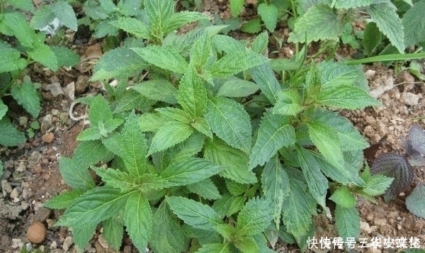 野草|它是民间“草药”,人称“山羊面”,家乡见到,请别拔掉