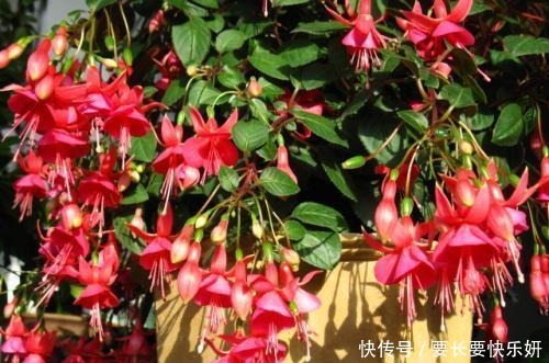 这3种花别养了,一不小心就热死,夏天最难养的三种花!