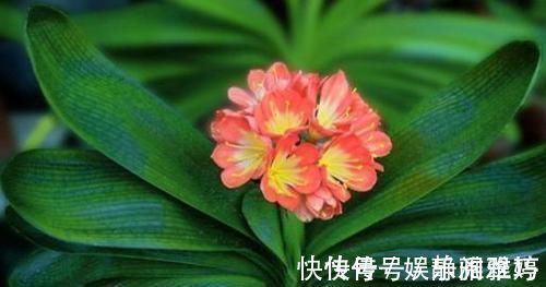 肥料|怎么让君子兰根壮叶厚?浇点有机水,效果一级棒,立竿见影