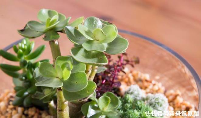 5种多肉植物能旺财,好看好养又不贵,不养几盆可惜了