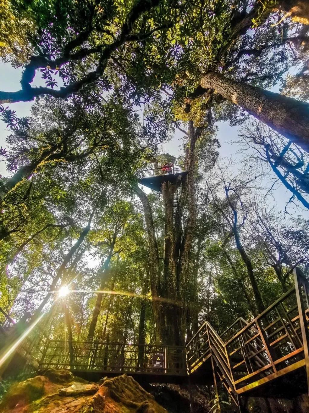 北回归线上的绿色明珠——大围山