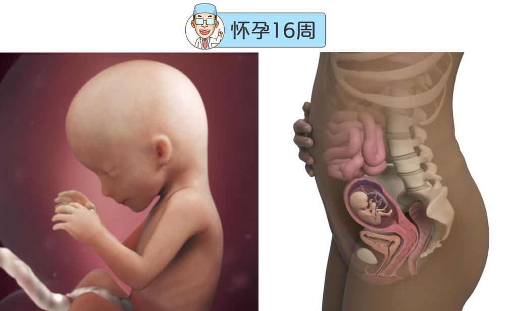 婴儿|最全的怀孕周期图鉴,感受从受精卵到婴儿的神奇变化!