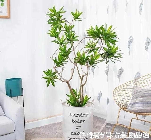 一种“吉祥竹”,清新典雅寓意好,家里养几盆,镇宅化煞保平安