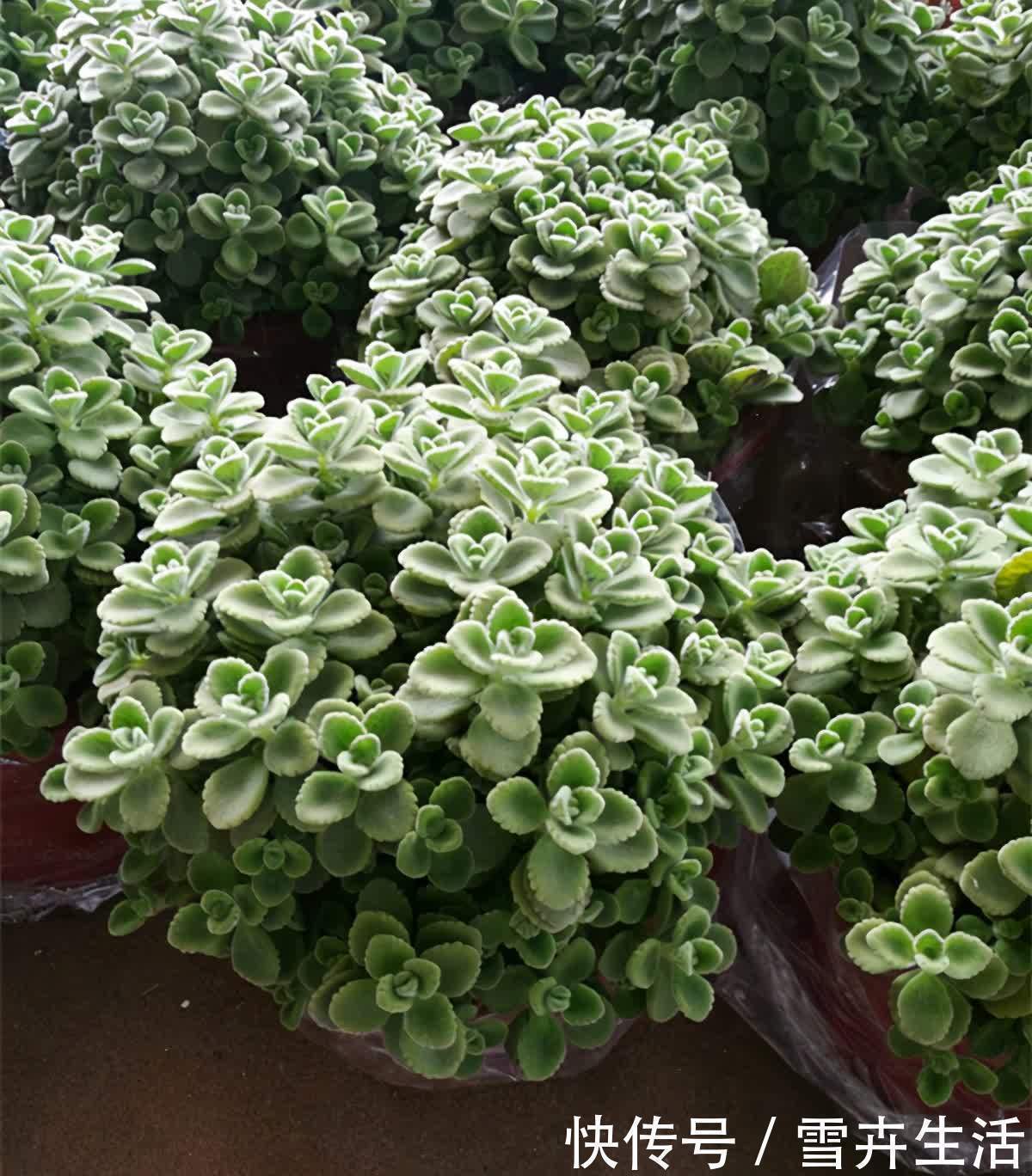 自带“体香”的盆栽,家里养一盆,四处清香,好吃又好养