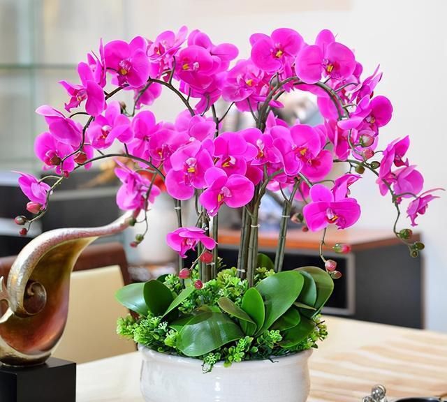 4种“吉利花”,阳光不晒它,养在阴暗处,反而开花开爆盆