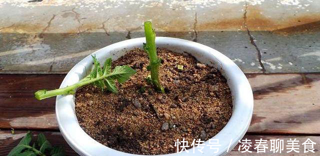 土豆|土豆嫁接西红柿，花盆长满土豆，枝上挂满西红柿，换着吃，特新鲜