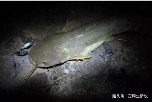 胡子鲶|江湖救急令!这种鱼正在危害我国的生态安全,钓鱼人出手吧