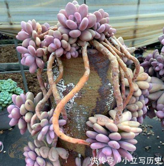 养了3年的多肉桃蛋,现在长成多头悬崖桩,路过的人都夸真美