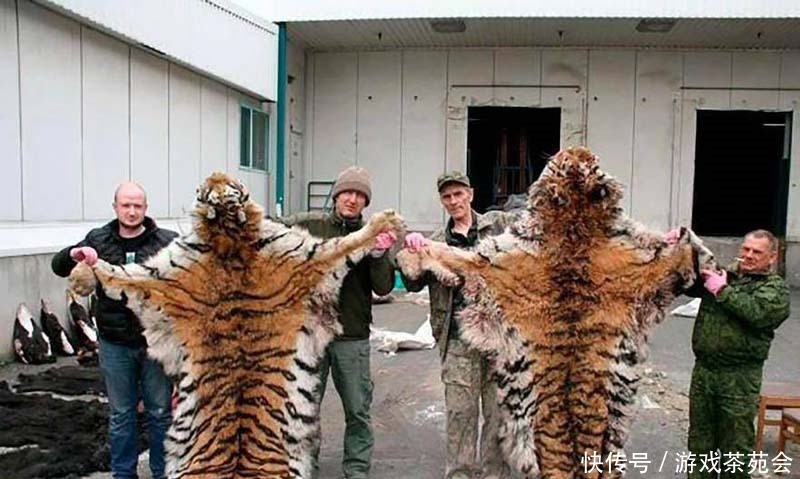 消失|当老虎从地球上消失,人类会受到什么影响专家后果难以想象