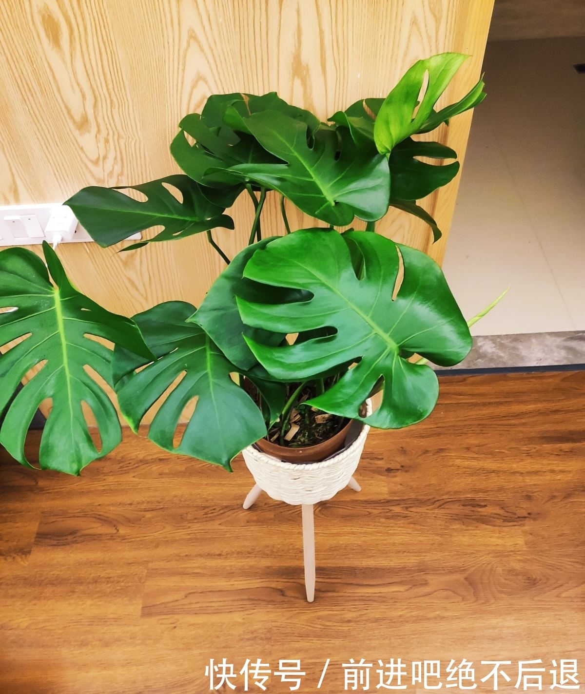 卧室养花有四禁忌,虽然看着漂亮,但是对身体不好