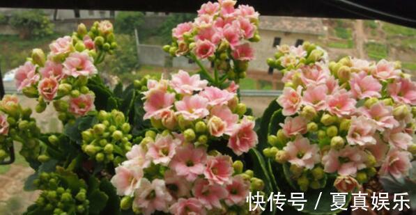 纸箱你扔了现在留着吧,想要长寿、蟹爪兰多开花需用它,方便!