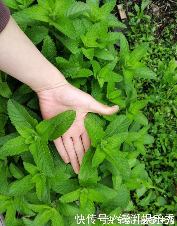 仙人球|家里养这5种花,怎么折腾也不死,养一盆爆一盆,懒人也合适