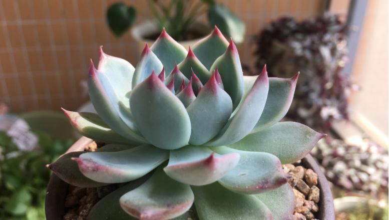 养多肉没掌握住这些技巧,状态会越来越差,新人切记