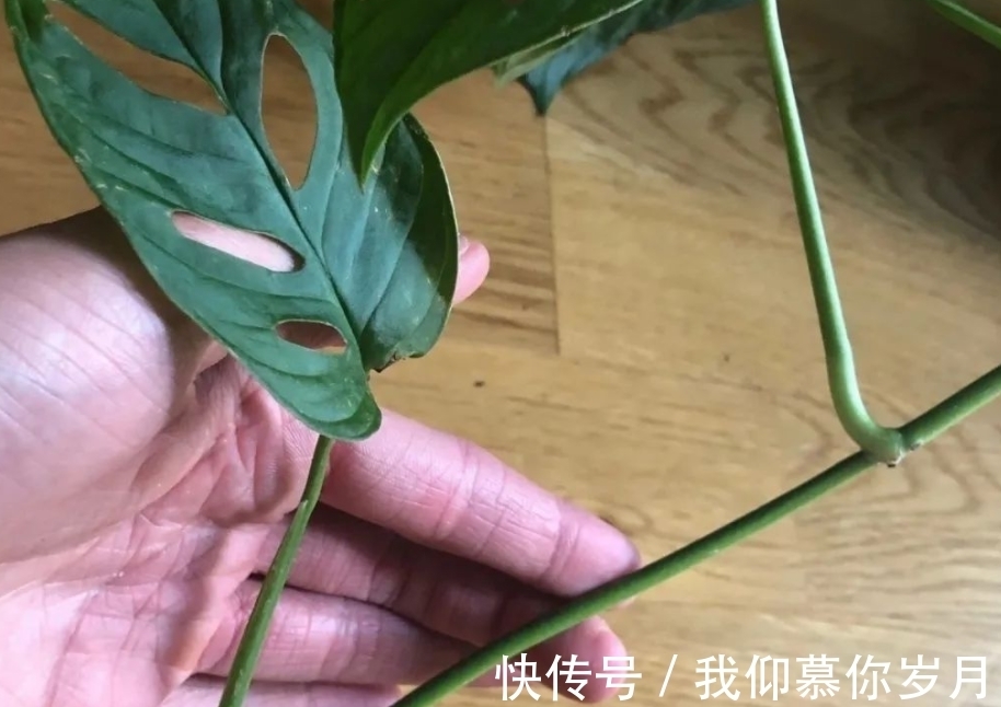 龟背竹养殖要领：居家盆栽牢记4点，茎干壮，叶子又大又绿
