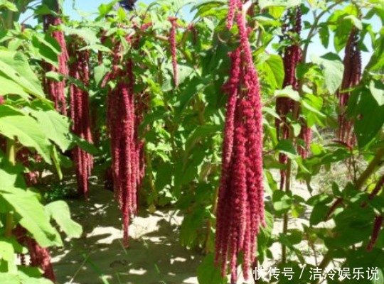 杂草|农村这种稀罕野草,是一种药材,具有降糖、降脂、降血压效果