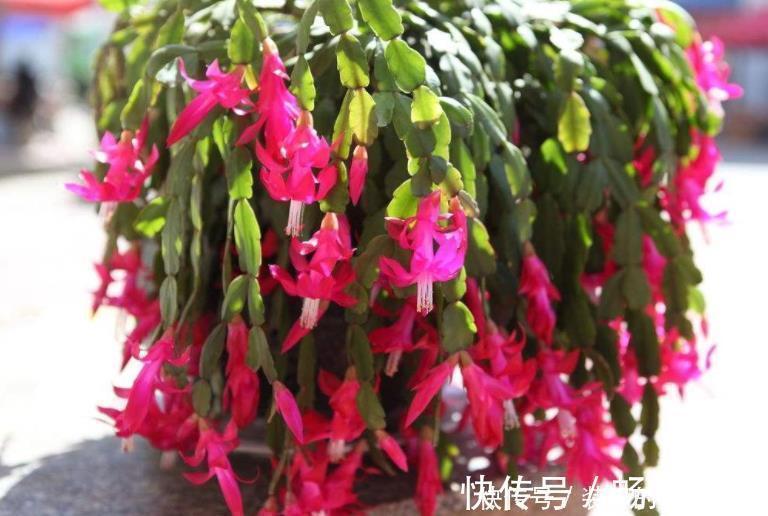 现在是蟹爪兰打花苞的“关键期”,不能做3件事,不然引起落花苞