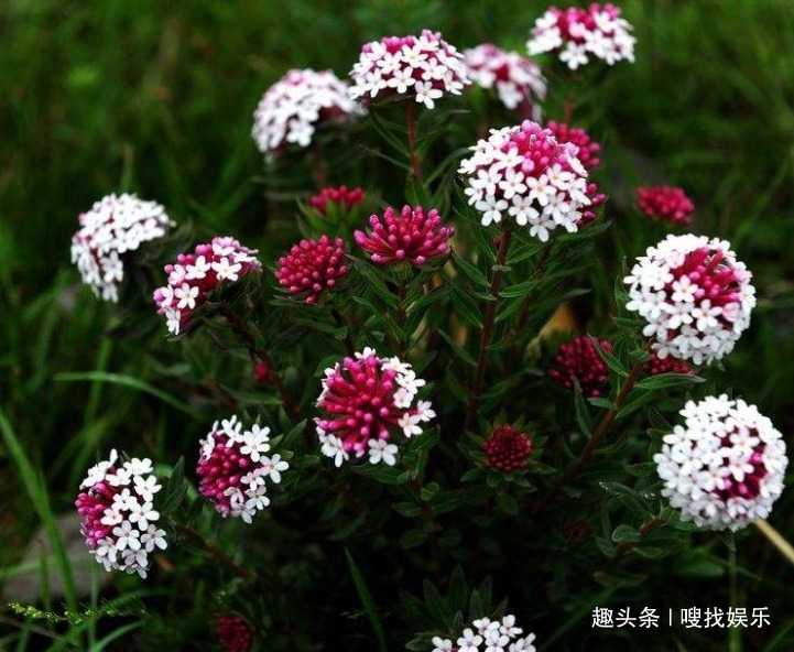 此花盛开时，娇艳的花朵在阳光下闪烁着耀眼的光泽，格外引人瞩目