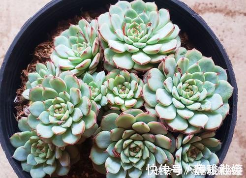 扦插|多肉繁殖,教你2个方法,新芽侧芽一起长,一盆变多盆!