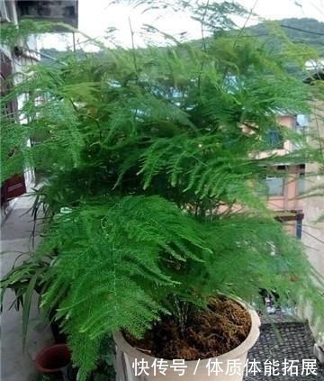 文竹不长了5个“小技巧”,长得又快又美,郁郁葱葱一大丛!