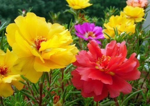 4种花漂亮不输牡丹，可盆栽种植，四季开花，很值得拥有