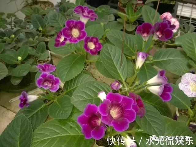 浸盆法|1种花超耐阴，一点散光就爆盆，花一开就是200多天！