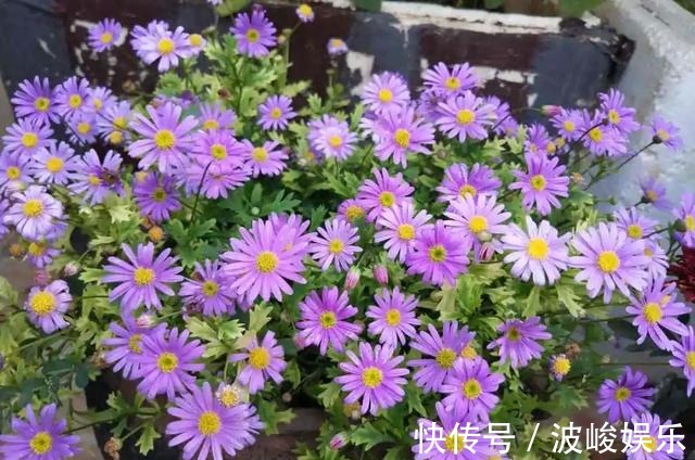 夏天|想要家里四季花开,这20种花,连续能开300天,完全不歇气