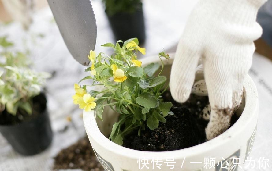 养花干货第六期,8个坏习惯会让你成为花卉杀手,你占几个