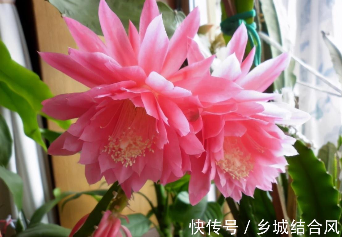 5种“漂亮花”，掰个叶子插土里，7天长出大白根，一盆繁殖几十棵