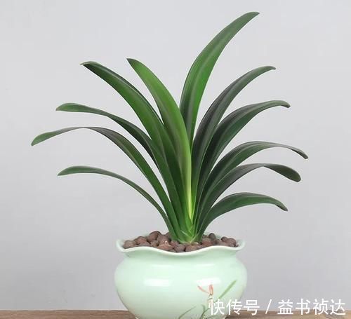 花友们|君子兰夏天有“四怕”,避开后,苗壮叶绿、状态好