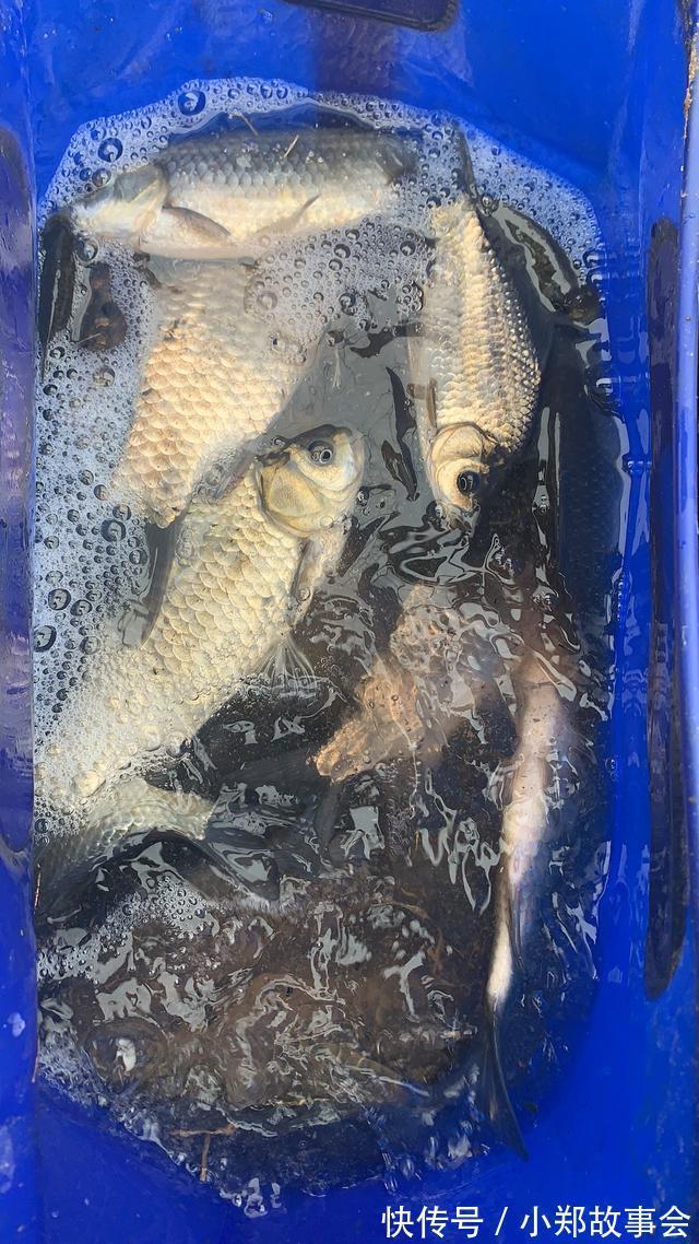 浅谈寒冬鲫鱼习性,摸准命脉渔获更多,确实不用太好技术