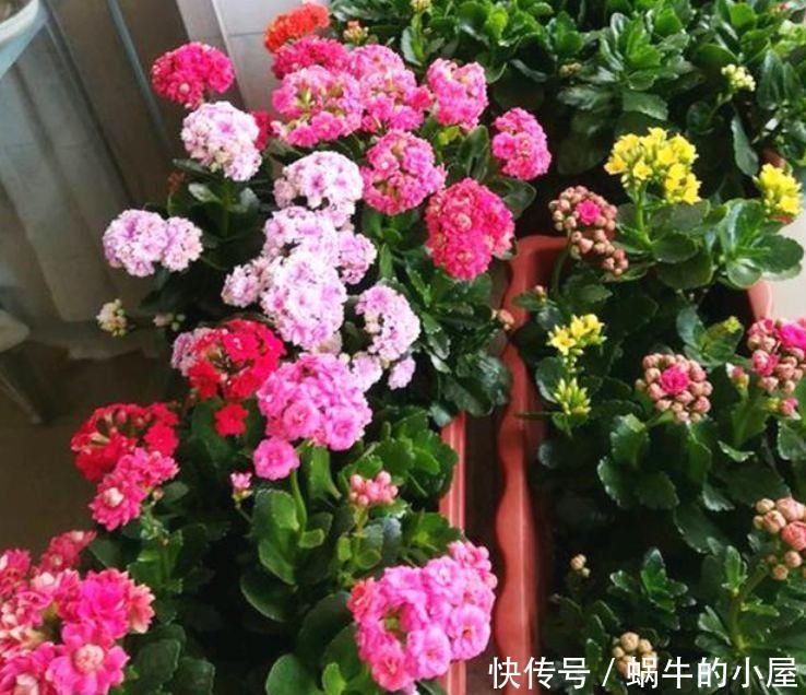 4种花很好养,耐热耐晒更耐旱,花朵多花期长