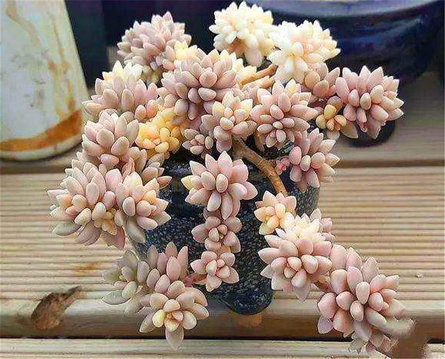 多肉|多肉中的“爆盆之王”,养护掌握6要点,叶子饱满,长成粉色瀑布