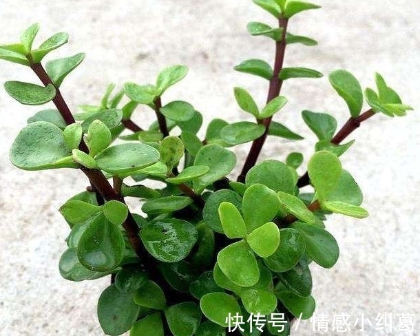 观音莲观音莲|网友推荐,最好养的多肉,你觉得靠谱吗