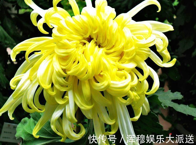 优雅|喜欢养菊花,不如养盆嫩竹玉笋,似金光四溢,风姿优雅,太美了!