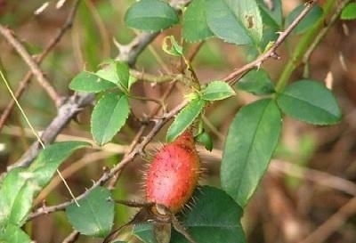 野果|农村这样的野果,免费摘,还能拿来泡酒,你见过吗?