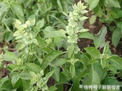 农村这种野菜长得不起眼，李时珍却叫它“金不换”