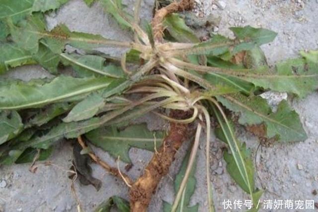 泡水|害怕妇科炎症？女性别慌，常喝3种水，排毒素、养子宫