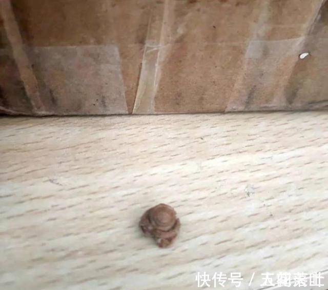 青青草原|去淘宝搜了下“异食癖”，我才知道原来吃土也能上瘾！