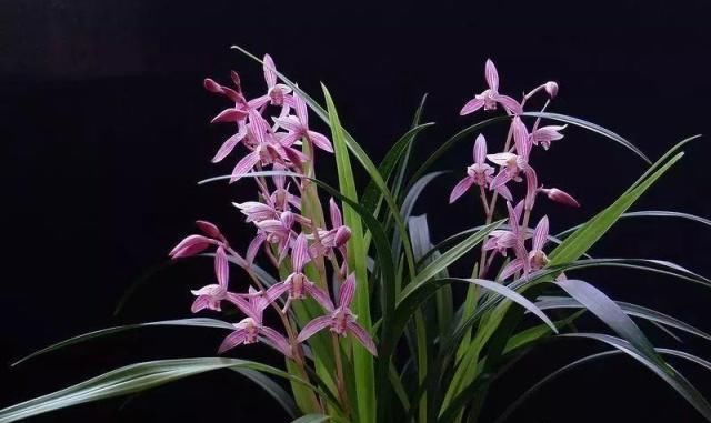 浇水|公认最难养的8种花，叶子动不动就发蔫，新手慎买！