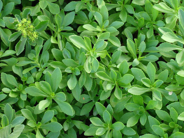 救心菜|此菜被称“养心菜”,再贵也要买,大人孩子吃了都健康,很珍贵