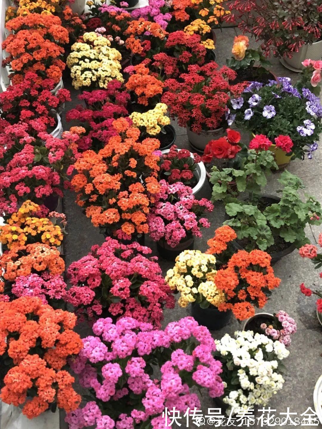 冬天好养的花,皮实不娇气,颜值高上档次,咋养都开花