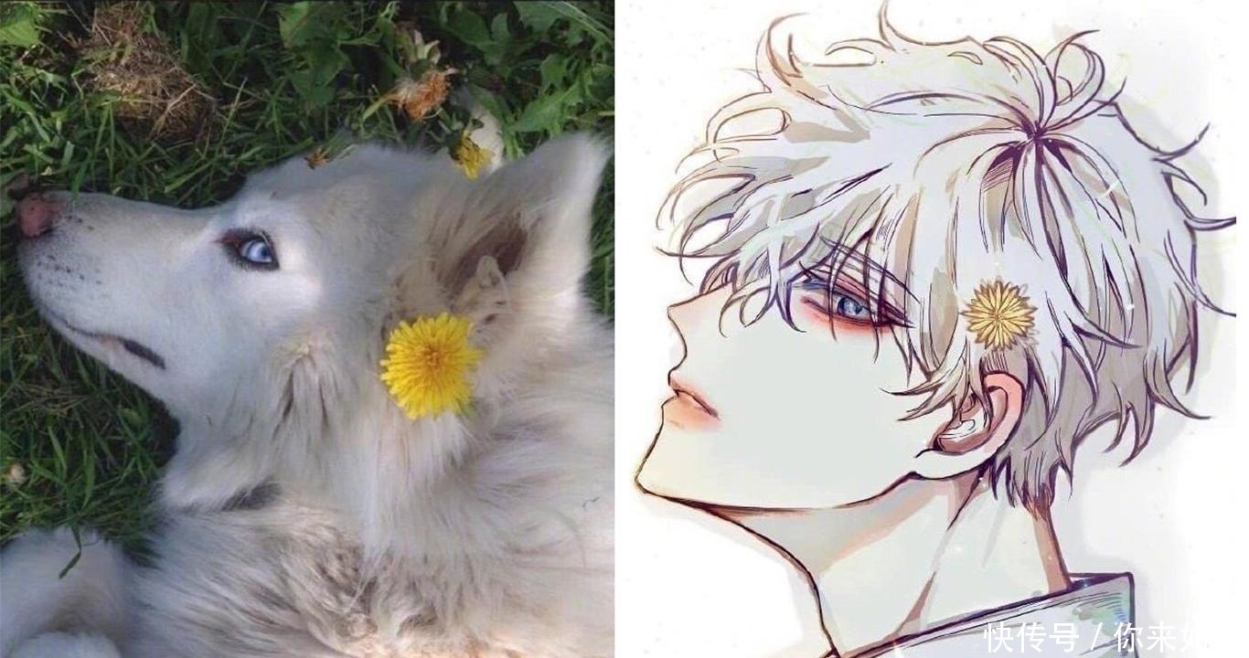 画师们|当动物被画师二次元化,可盐可甜可帅气,还是纸片人更让人心动