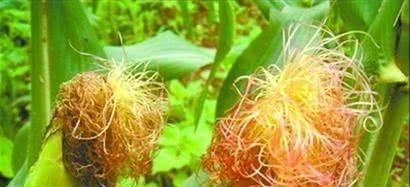 糖尿病患者|糖尿病患者的福利, 常吃这几种天然“降糖食物”, 降低血糖比药好