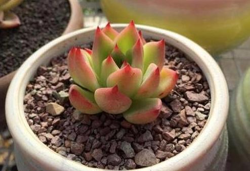 盆栽多肉如何顺利度夏做到少浇水,不砍头、撸叶子就够了